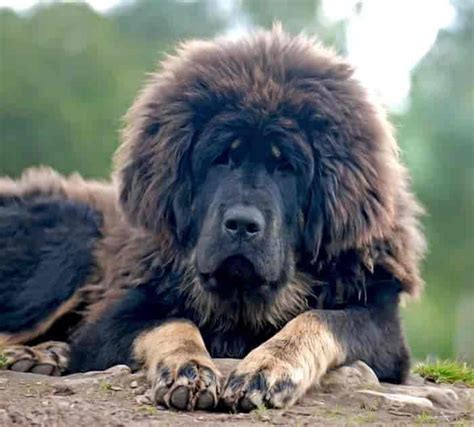 tibetan mastiff norge